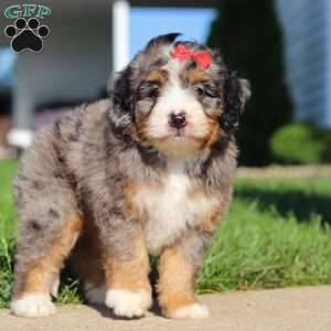 Fern, Mini Bernedoodle Puppy